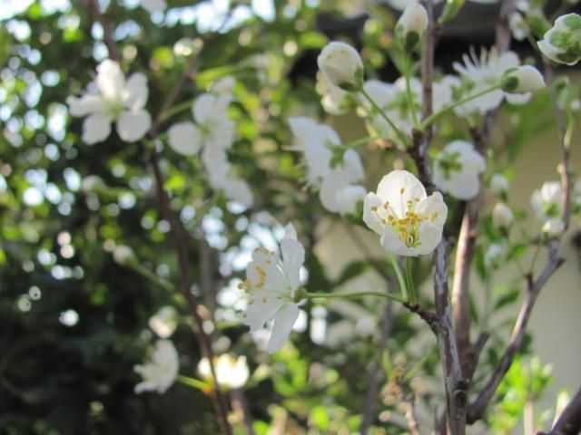 スモモの花が咲きました