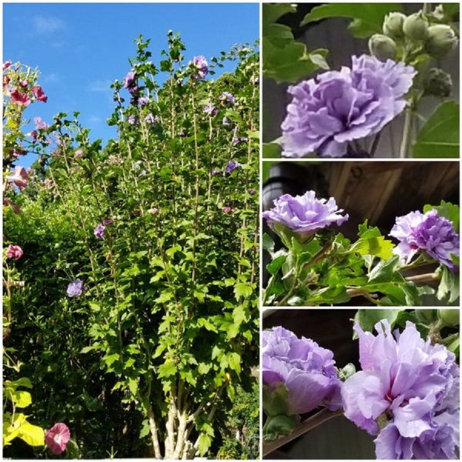 ムクゲ「紫玉」とセンニンソウの開花！