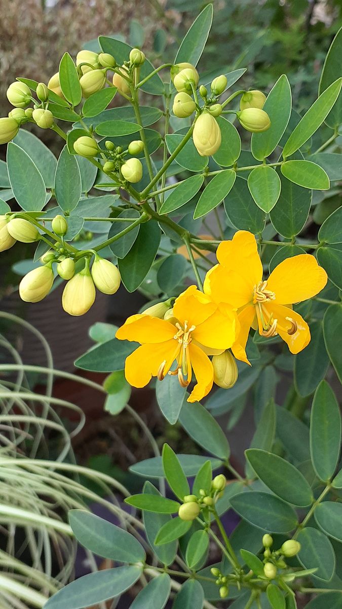 ふくおかルーバルガーデン5～初秋🎑🌾の庭たより…パパメイアン🌹、インカの輝き💛の...