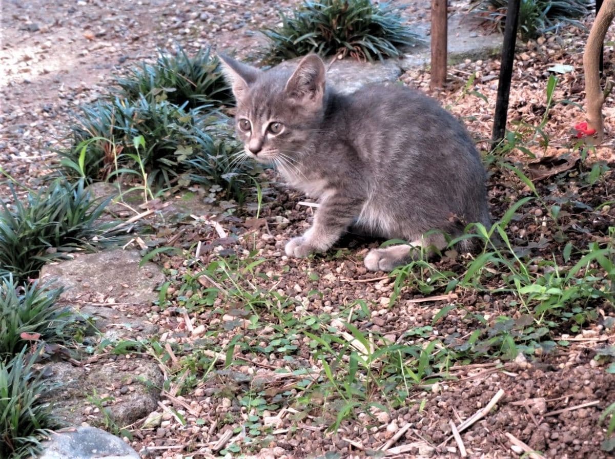 🐈子猫がやって来た🐈