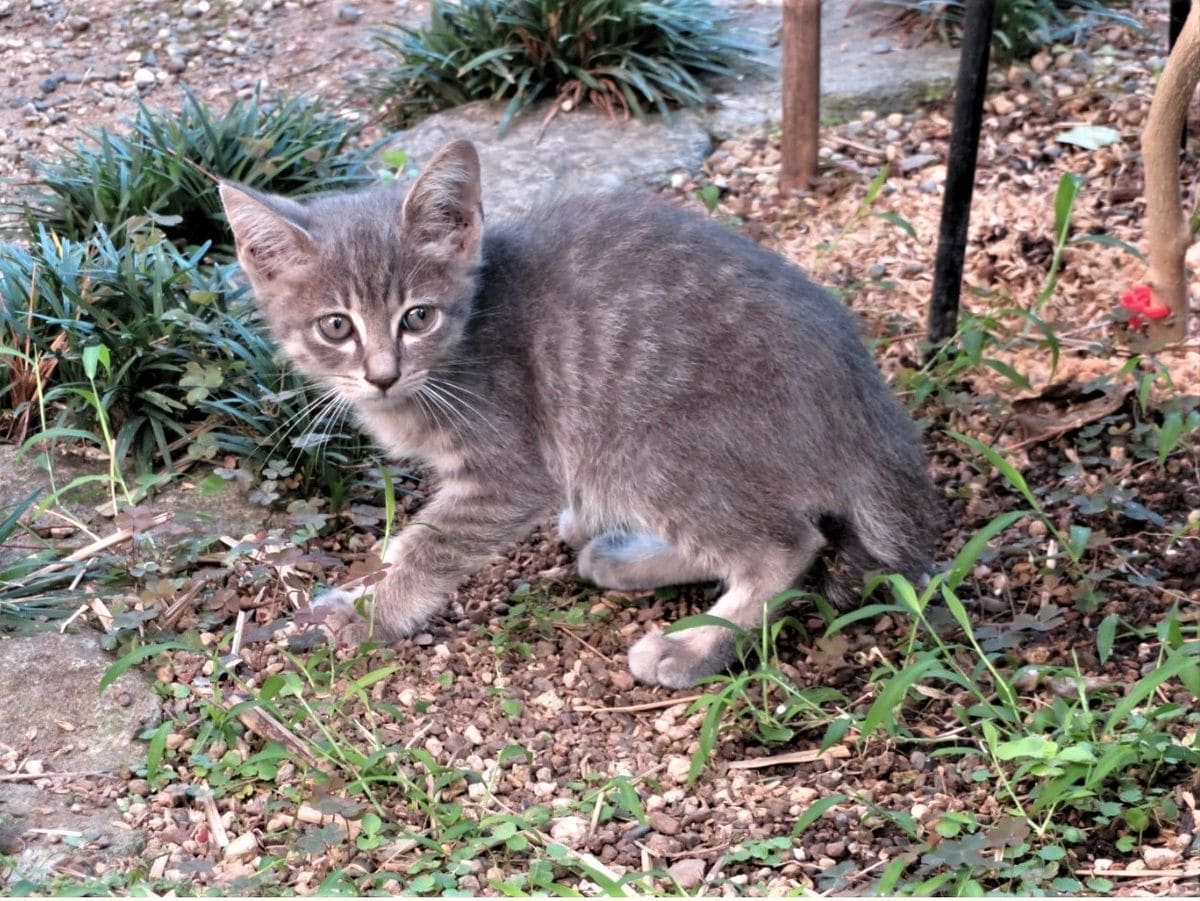 🐈子猫がやって来た🐈