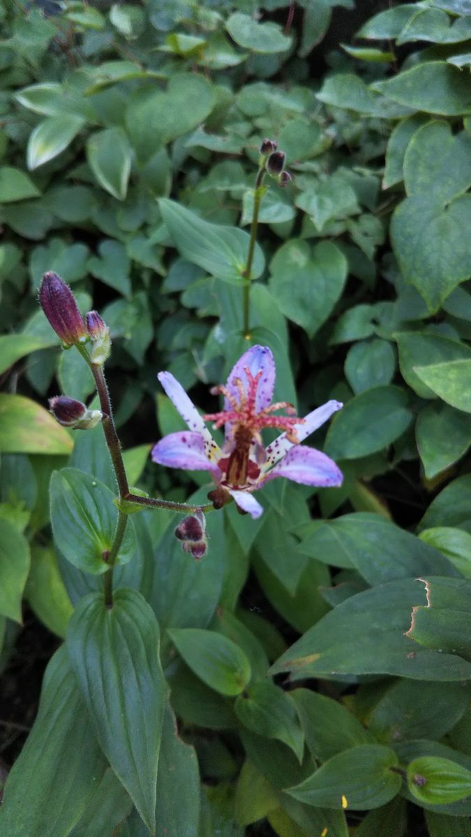 秋の花の季節です。