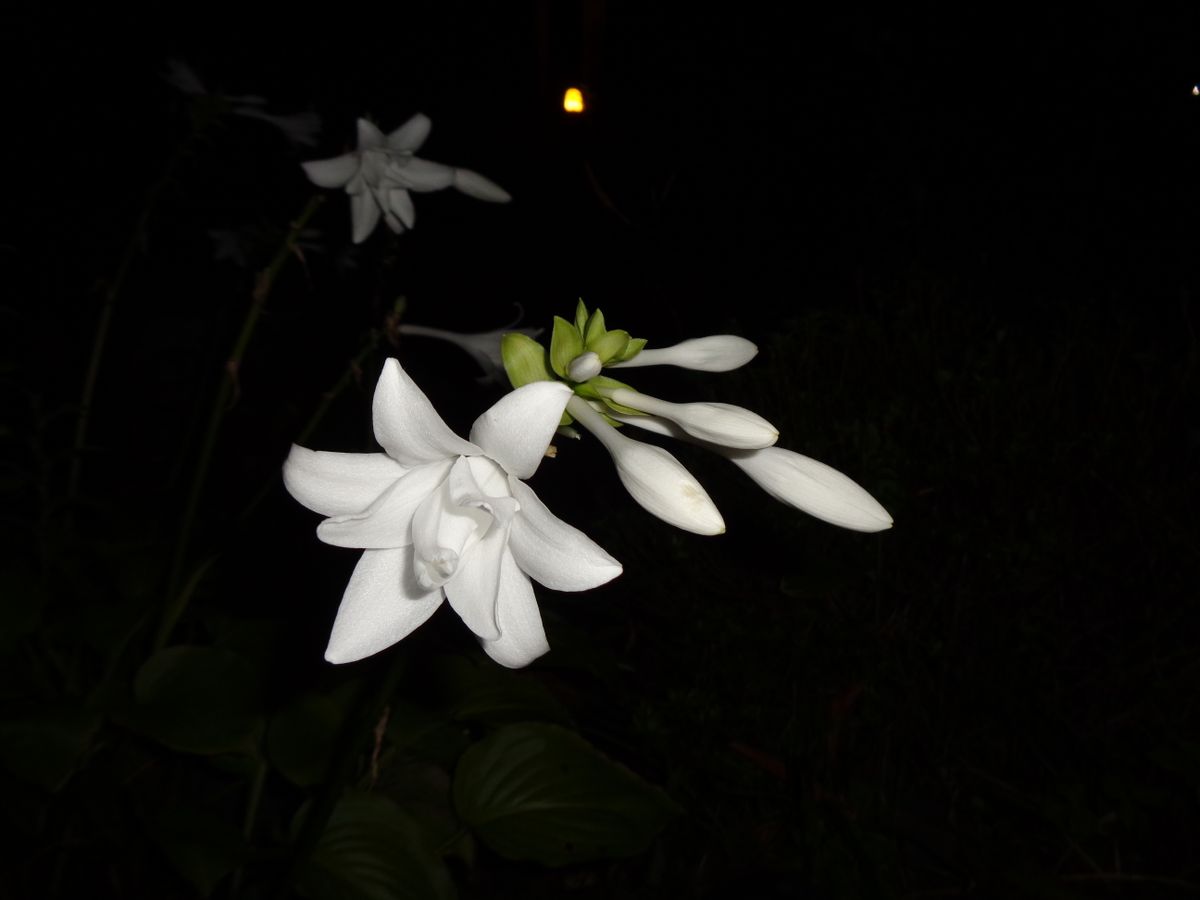 夜はタマノカンザシ(^_-)-☆