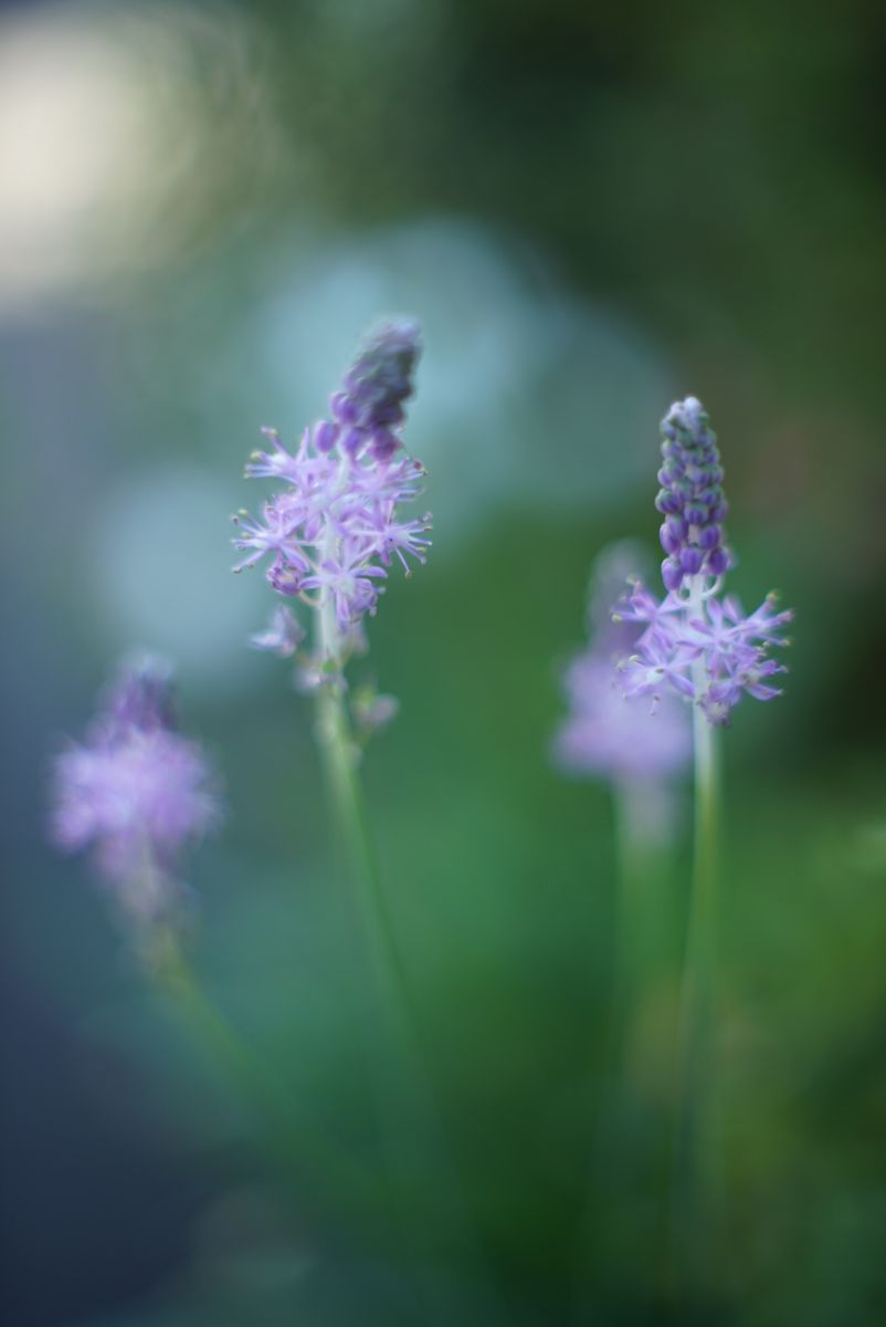 ツルボ　風船かずら　白花の秋海棠