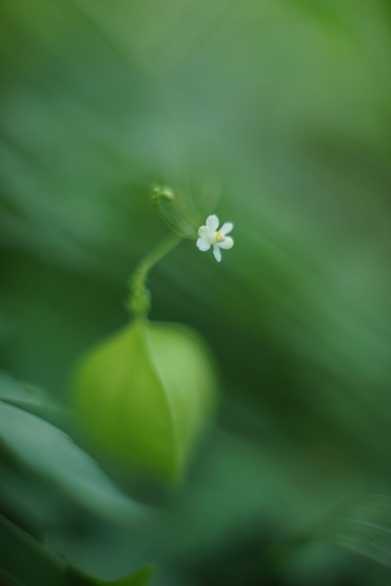 ツルボ　風船かずら　白花の秋海棠