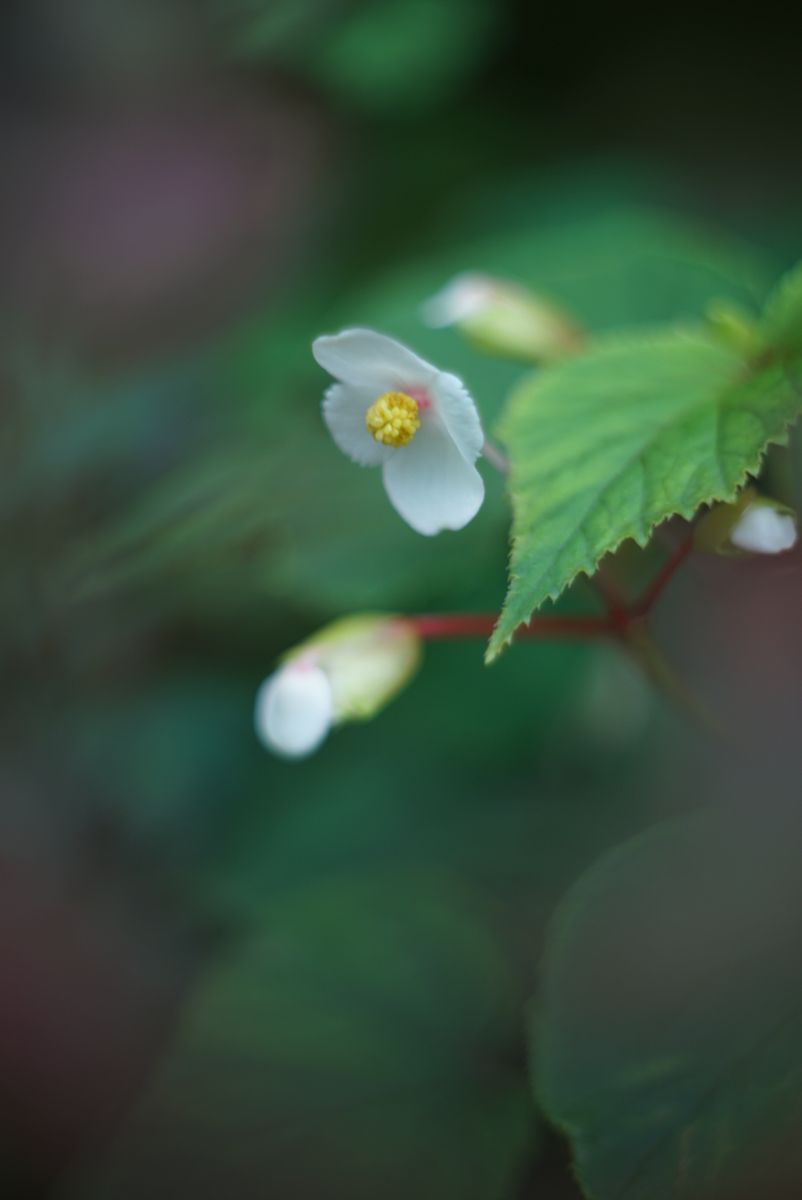 ツルボ　風船かずら　白花の秋海棠