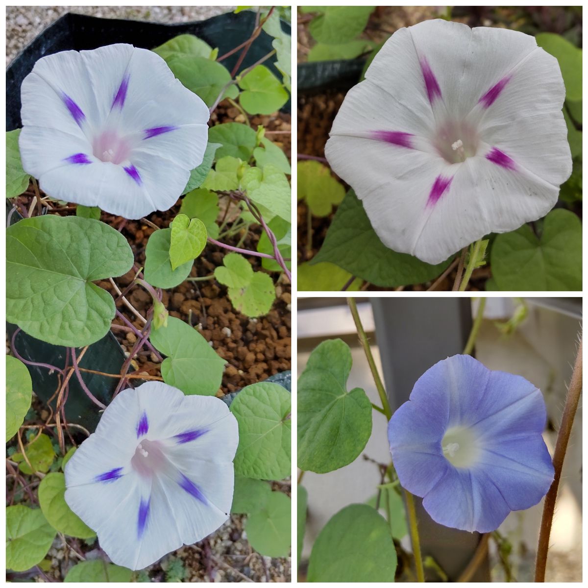 意外と元気なお花達