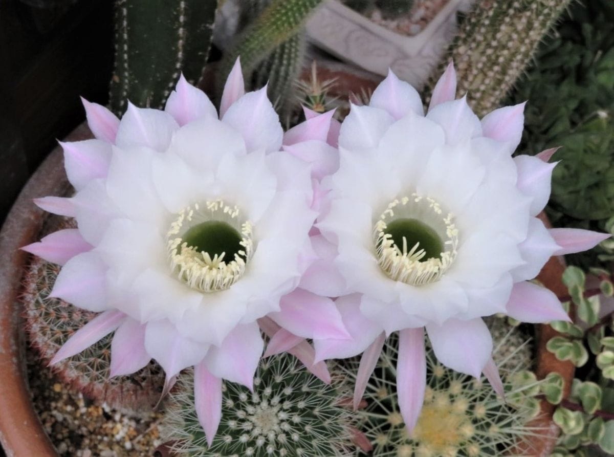 🌵サボテンなごや金鯱🌵の花