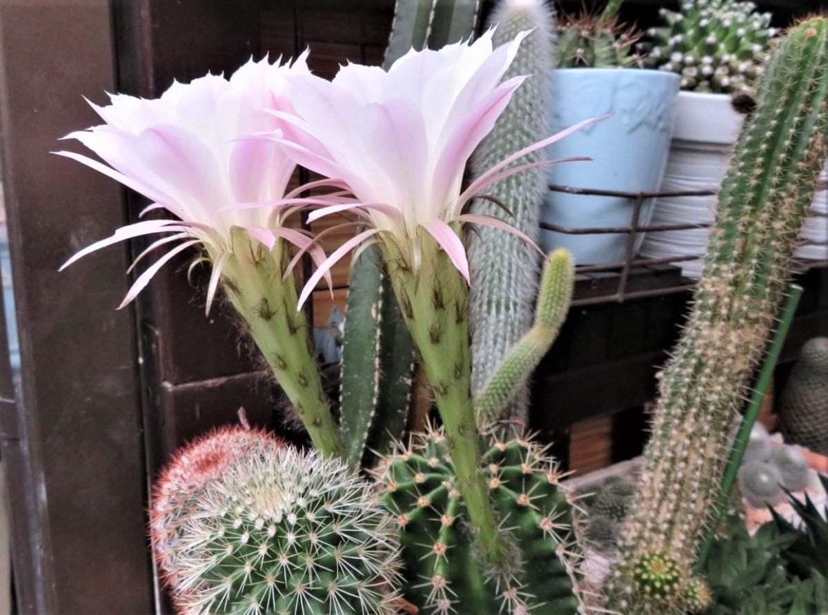 🌵サボテンなごや金鯱🌵の花