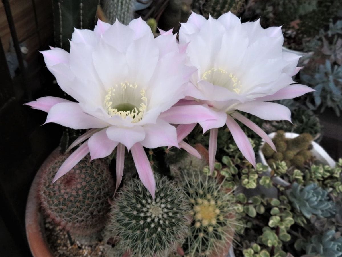 🌵サボテンなごや金鯱🌵の花