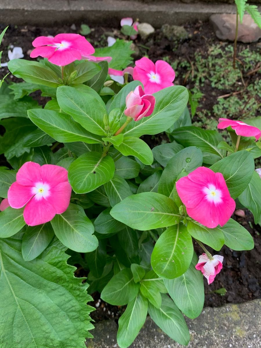 本日の植物たちの様子