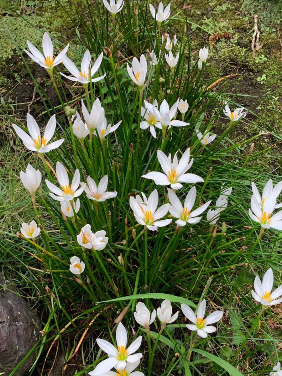 本日の植物たちの様子