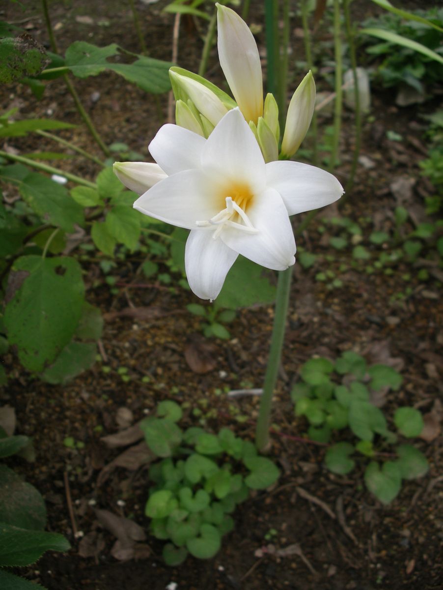 5年越しの開花