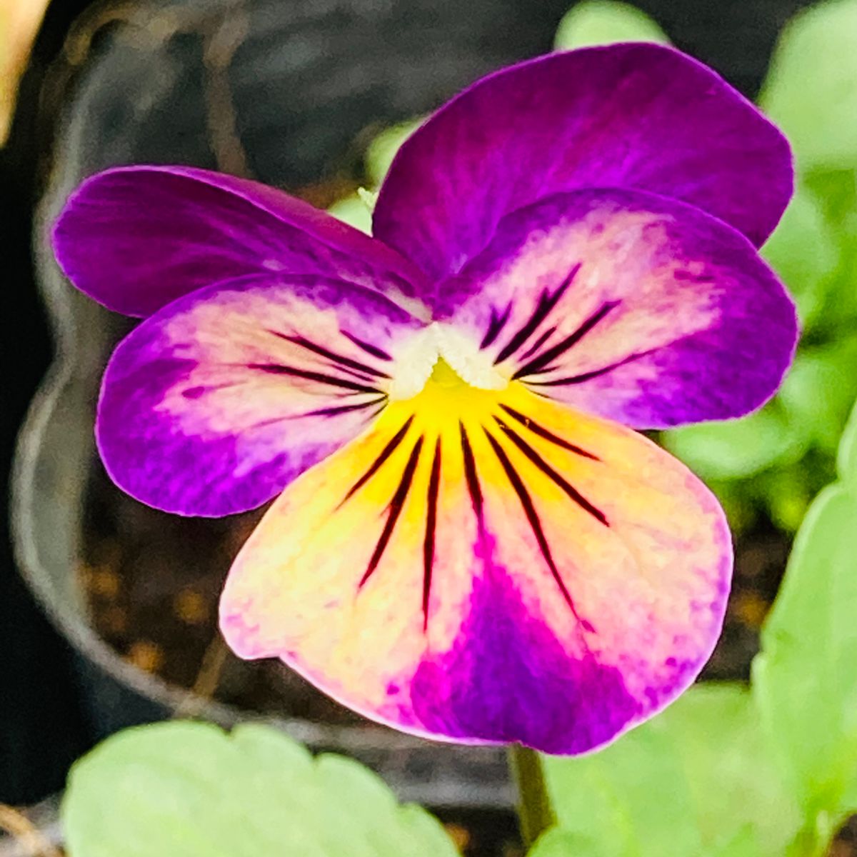 ビオラの開花から一日🎵