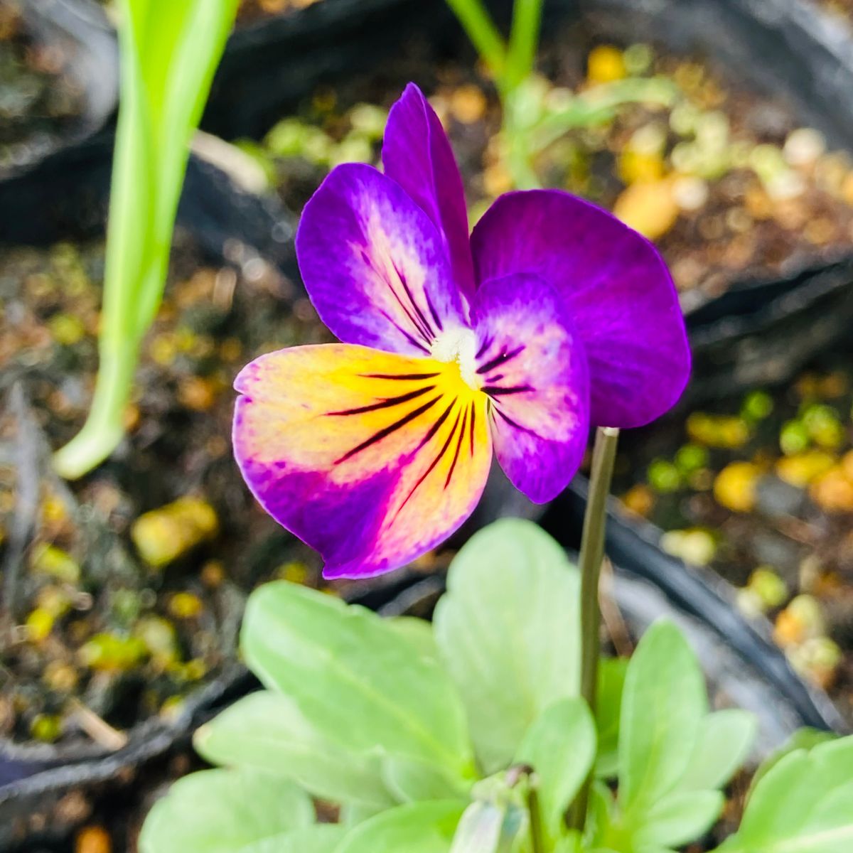 ビオラの開花から一日🎵