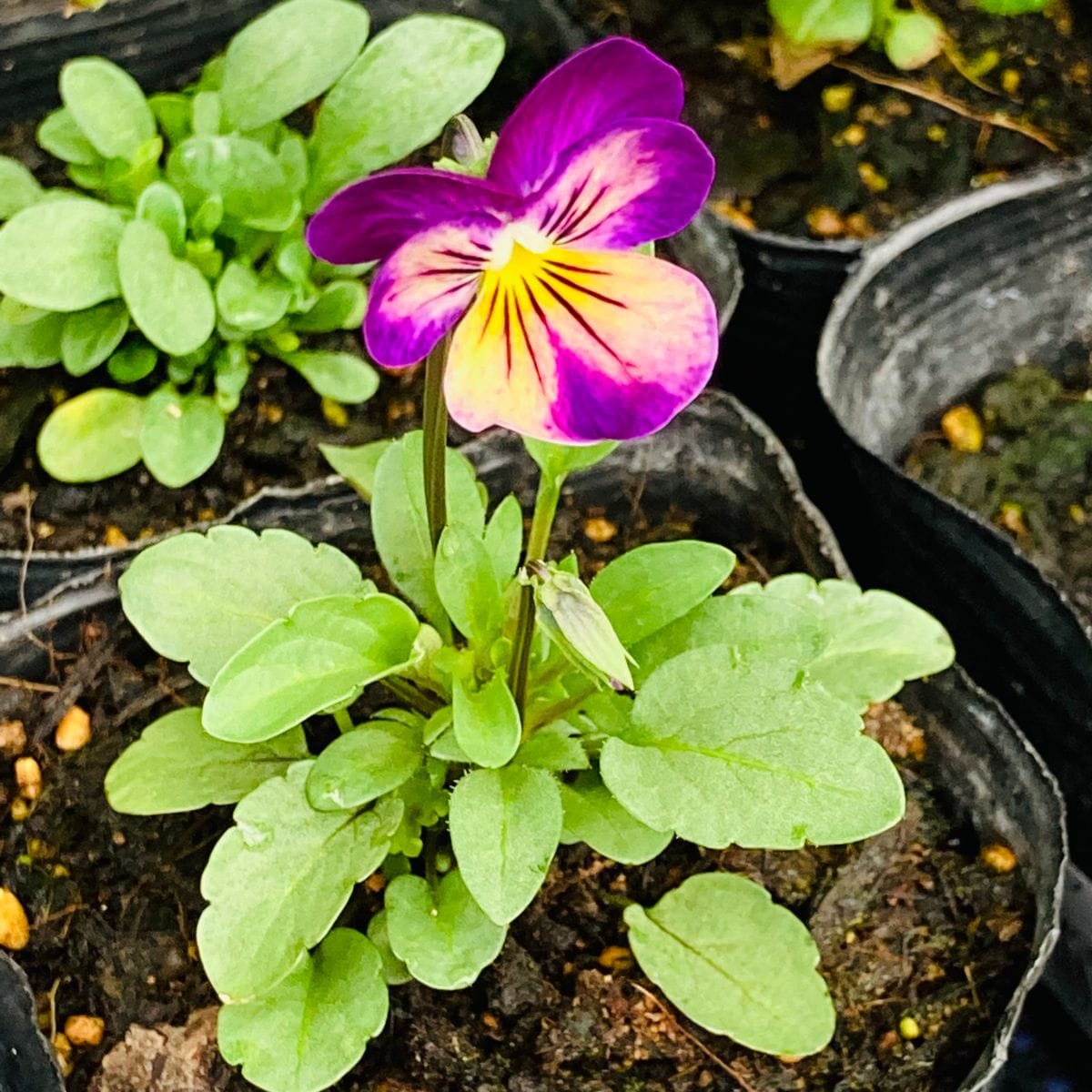 ビオラの開花から一日🎵