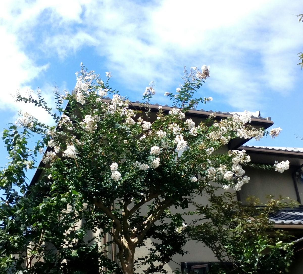 （オンタイム日記）散歩中に見つけた植物達①