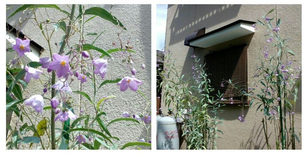 （オンタイム日記）散歩中に見つけた植物達③