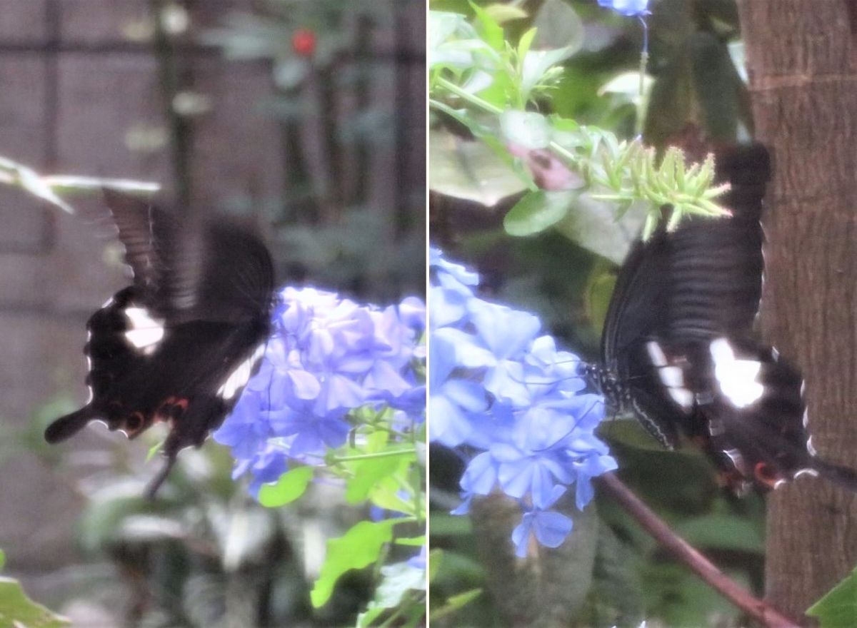 🦋ルリマツリとアゲハ蝶🦋