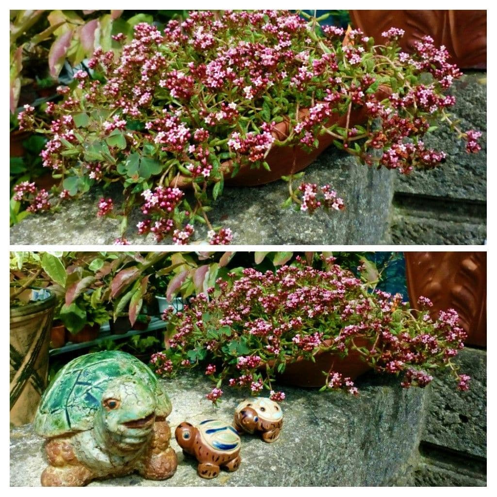 （オンタイム日記）散歩中に見つけた植物達④