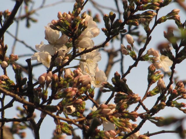 通勤途上（桜開花宣言）