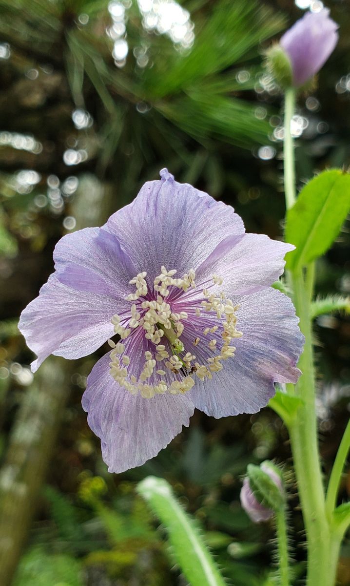 メコノプシス・ホリデュラ　開花