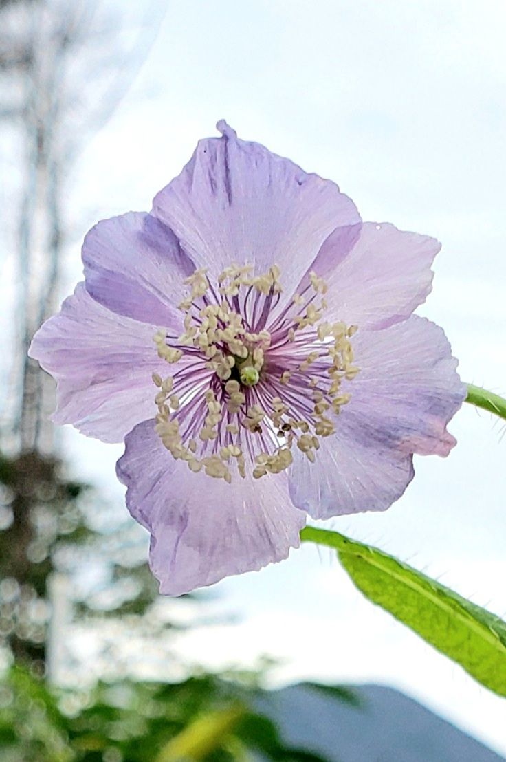 メコノプシス・ホリデュラ　開花