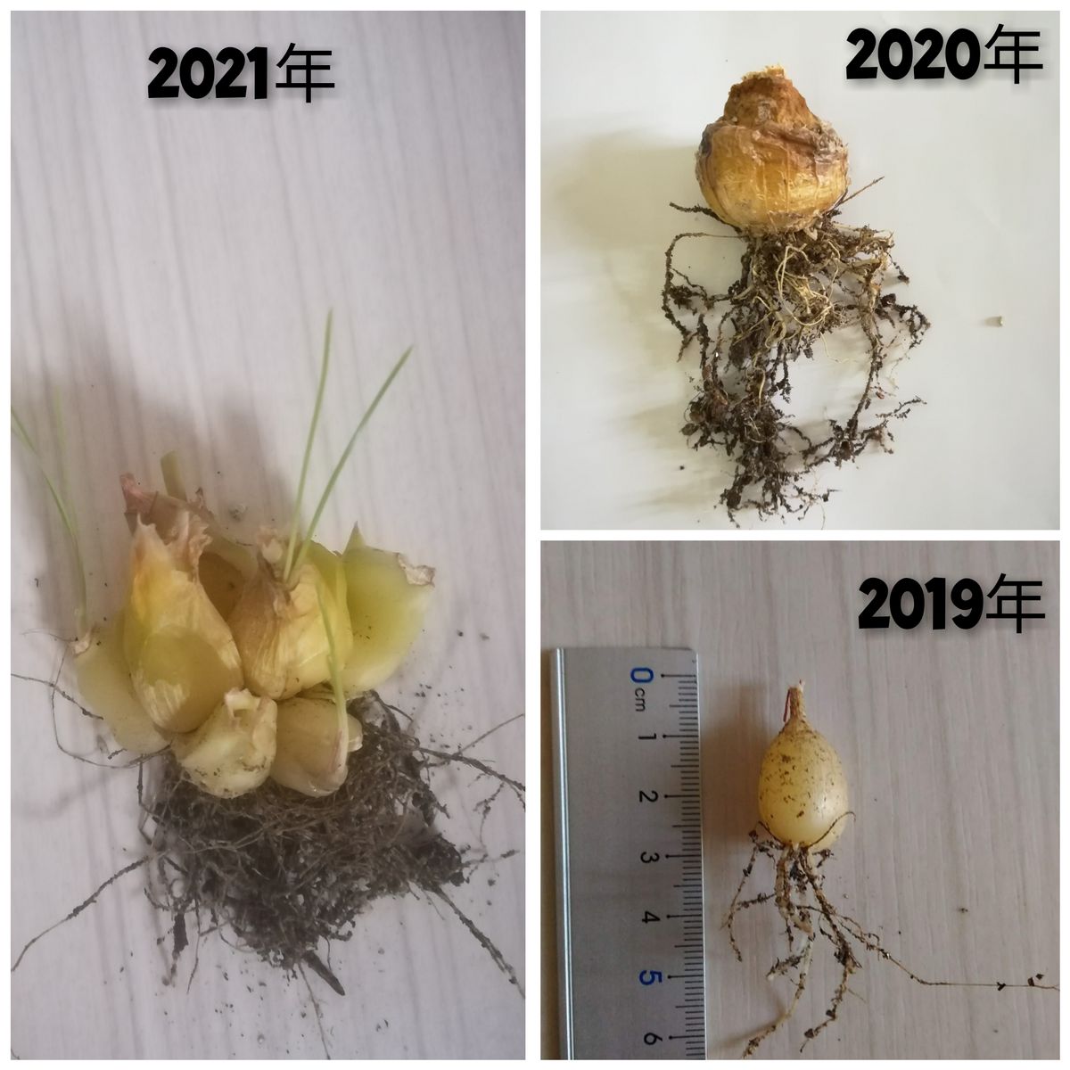 アルブカ スピラリス フリズルシズル🌱起床