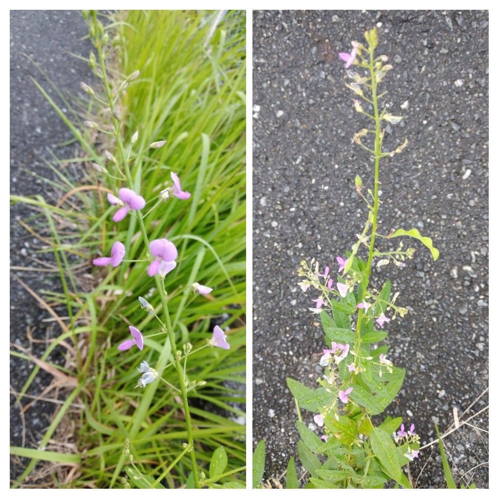 散歩道で見かけた花と実！