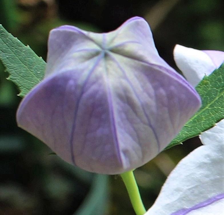 キキョウの二番花