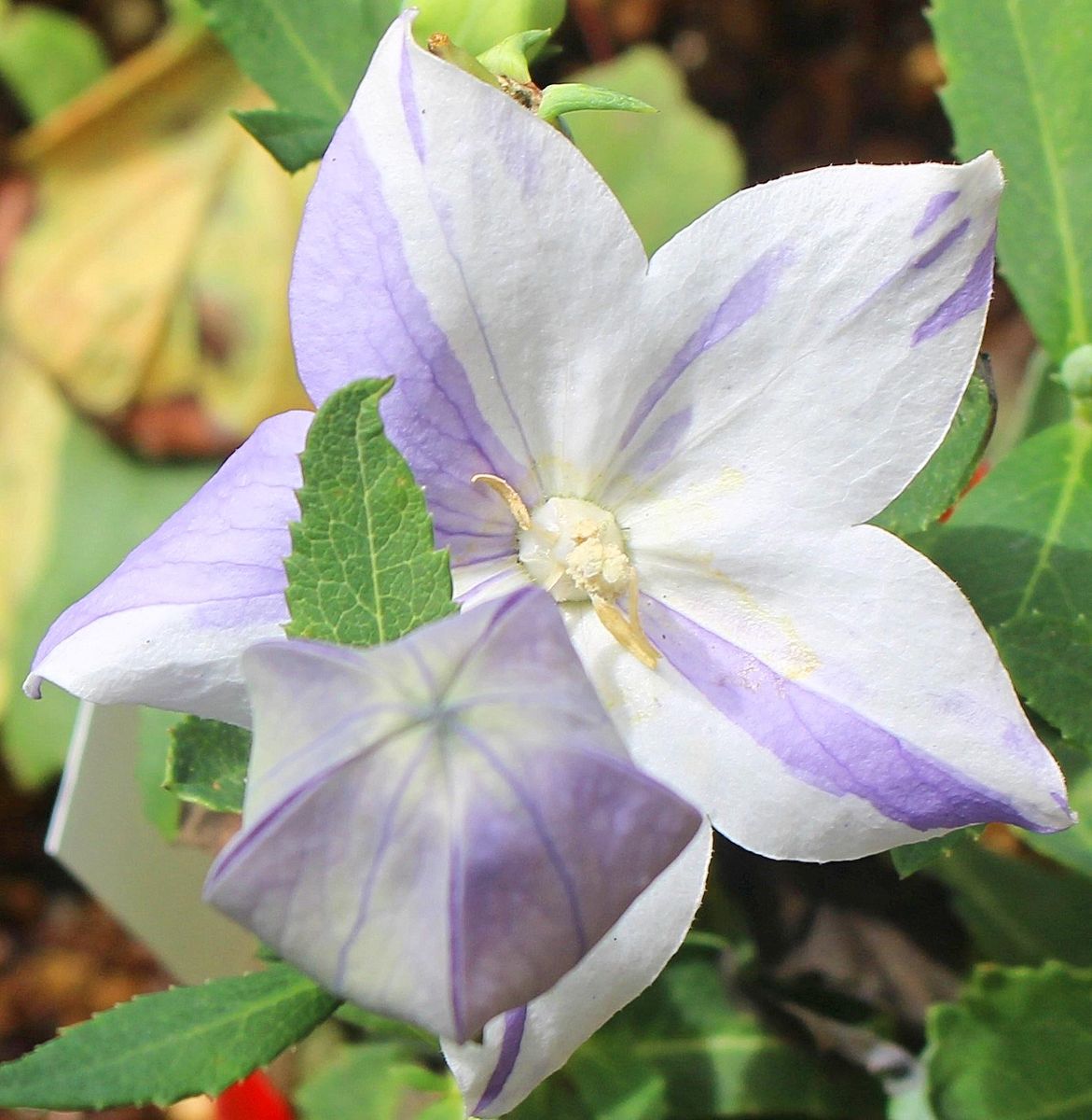 キキョウの二番花