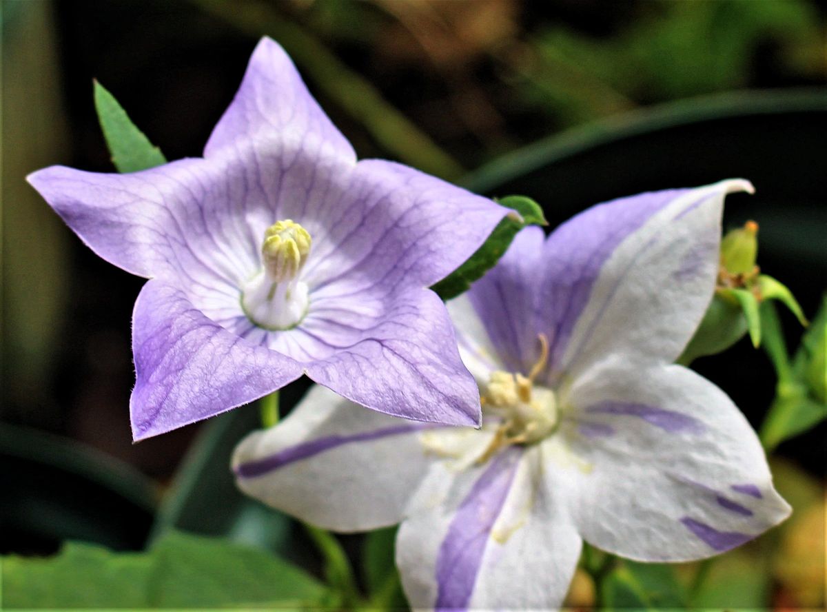 キキョウの二番花