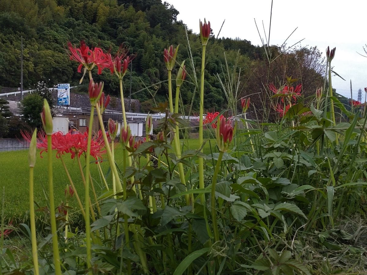 ヒガンバナ、開花