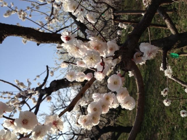 水戸の偕楽園