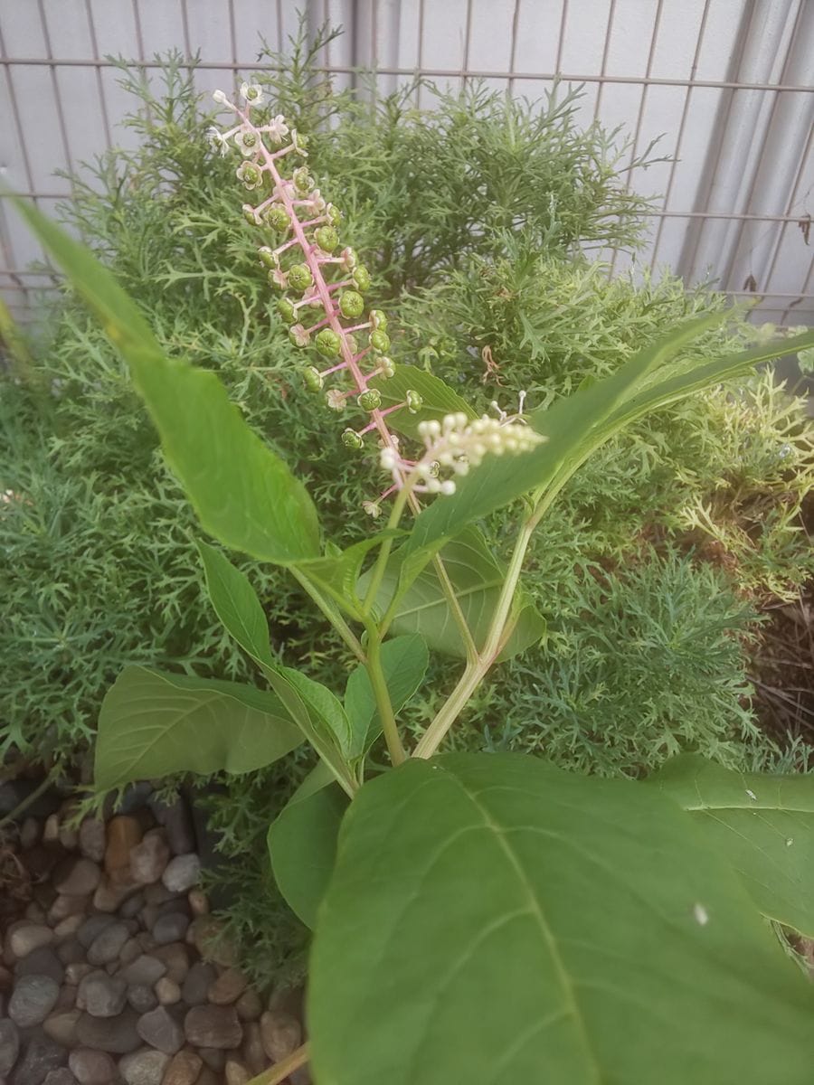 懐かしい植物が生えてた❗️