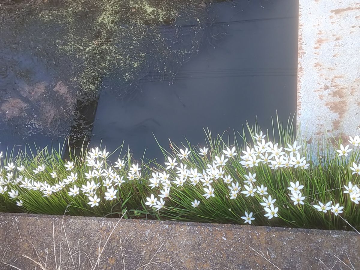 懐かしい植物が生えてた❗️