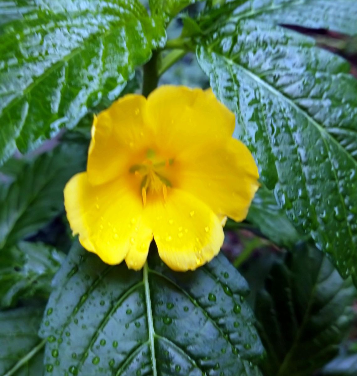 我が家の庭の花