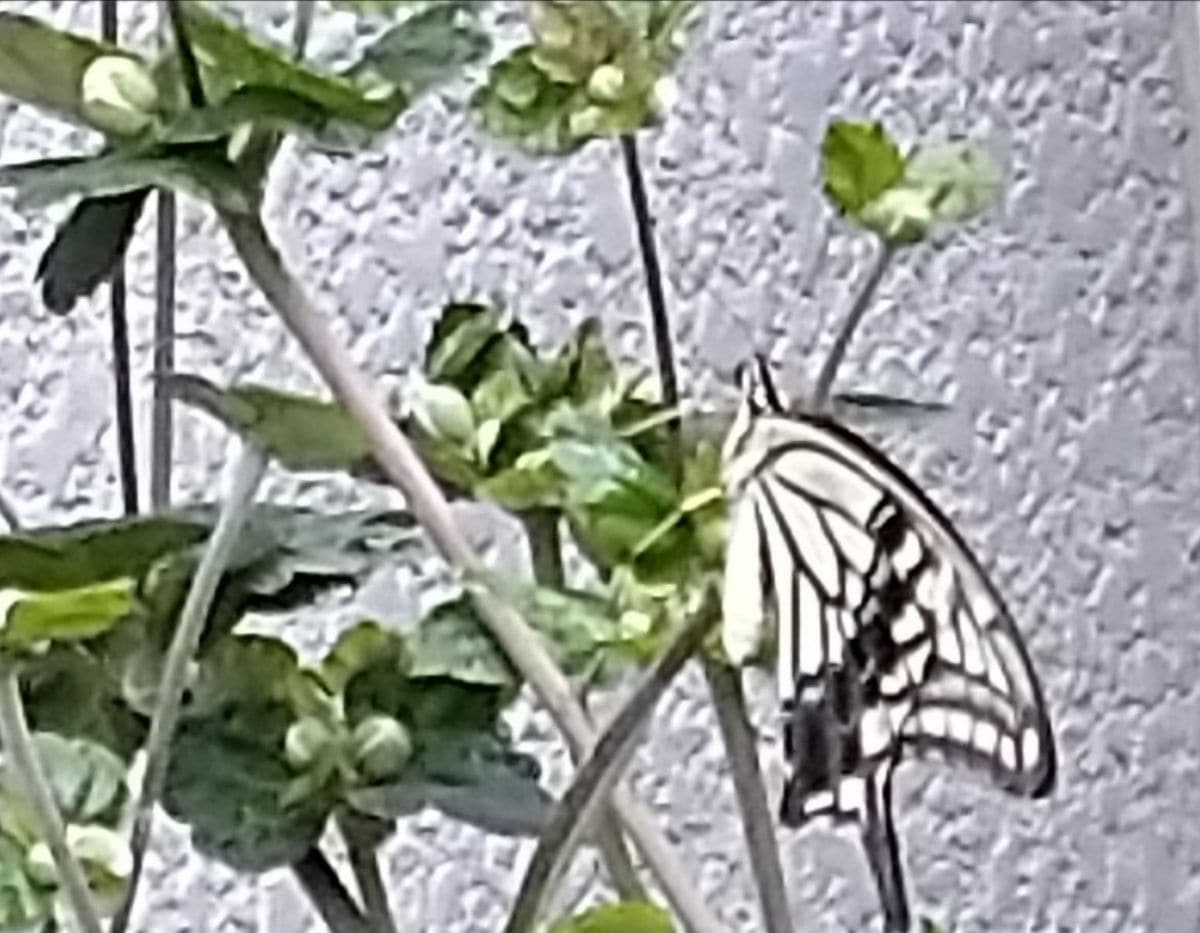 我が家の庭の花