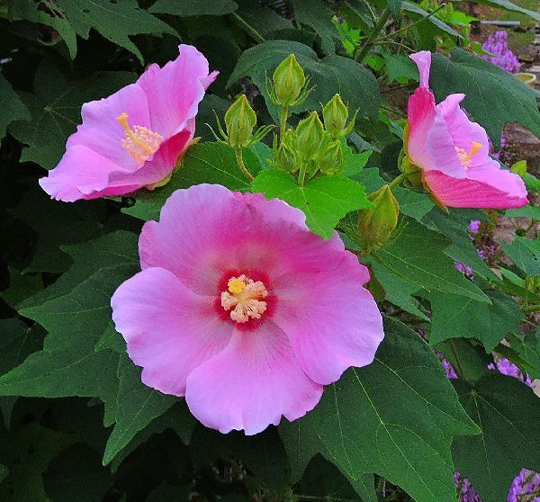 散歩道の花～フヨウ