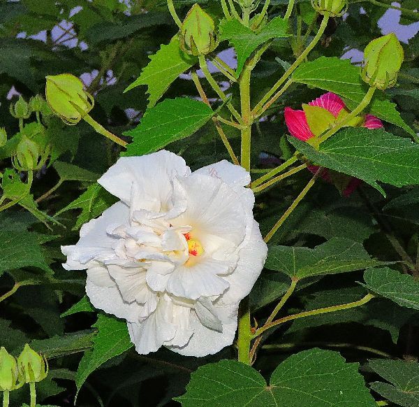 散歩道の花～フヨウ