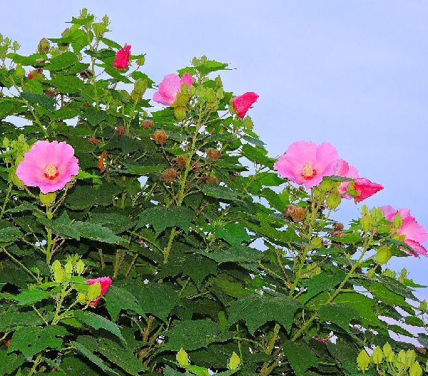 散歩道の花～フヨウ