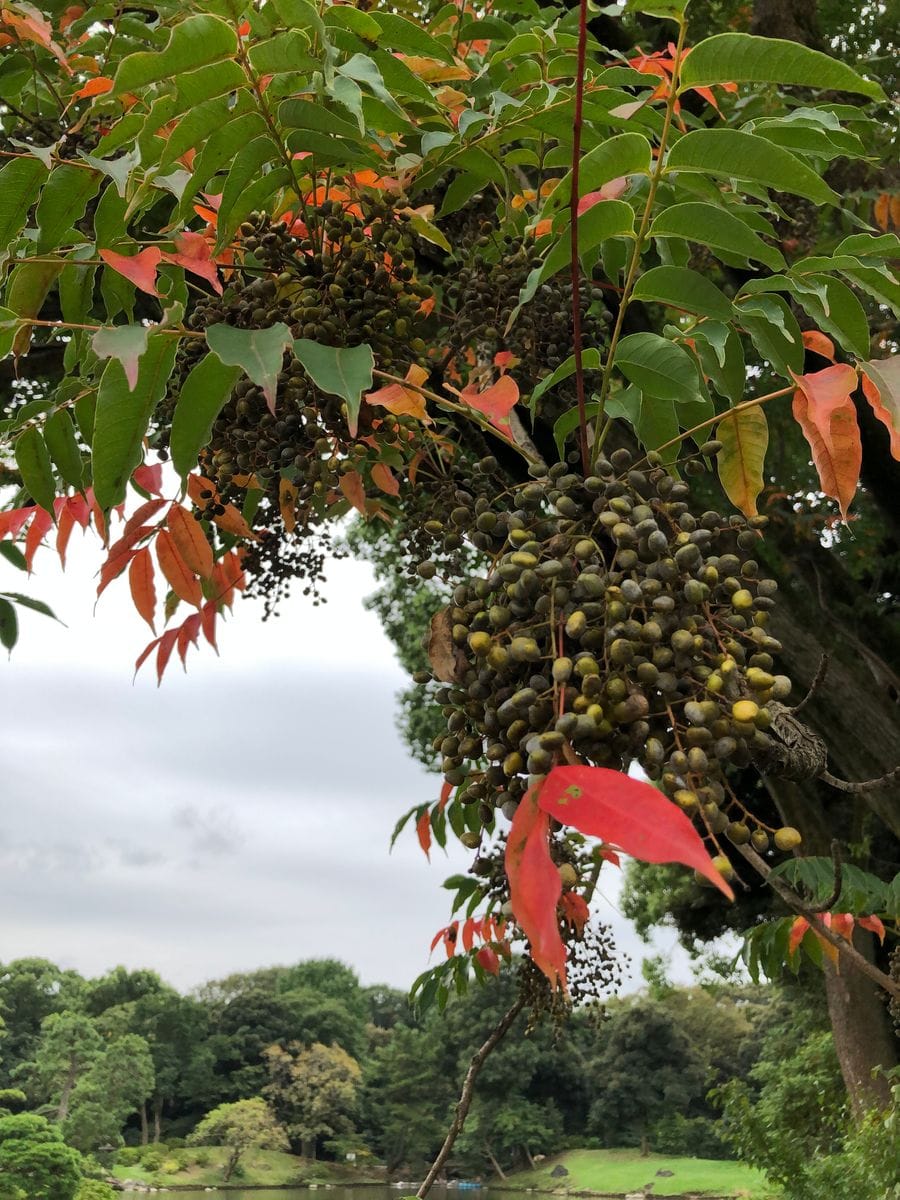 六義園で秋を探して