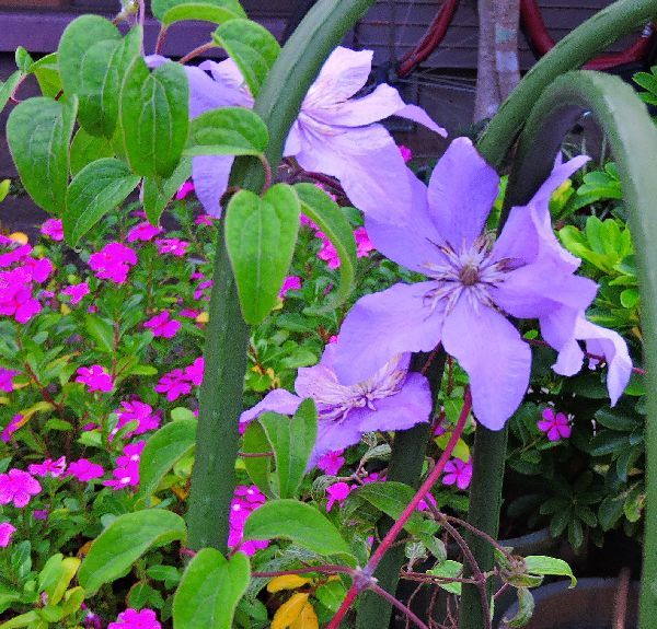 散歩道の花～青・赤・黄色