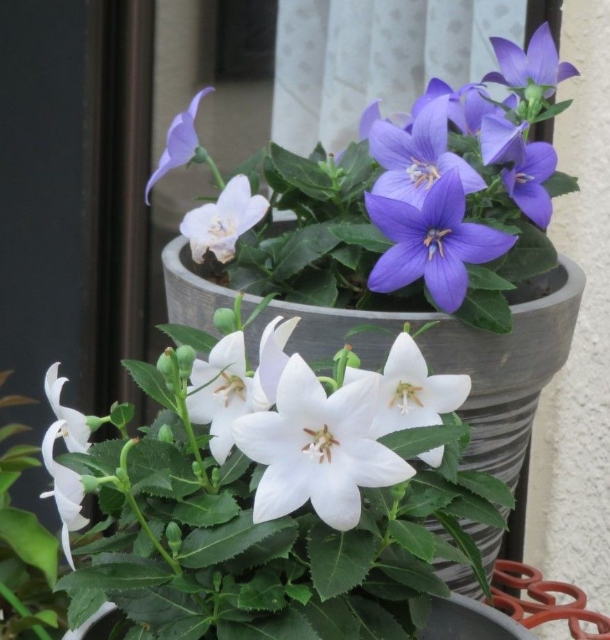 🌻今日の花たち🌻173