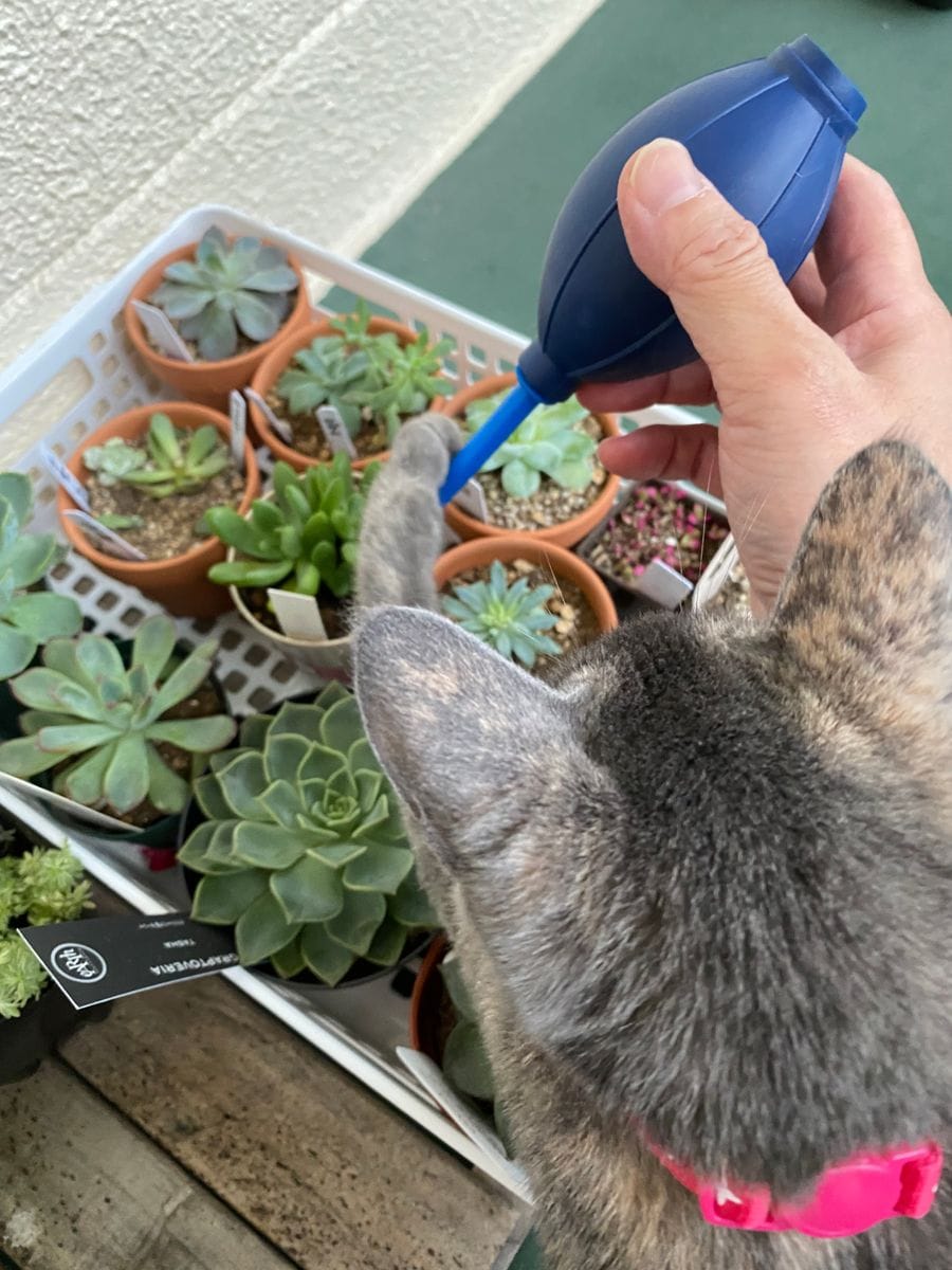 多肉植物10種寄せ植え(｡･ω･｡)