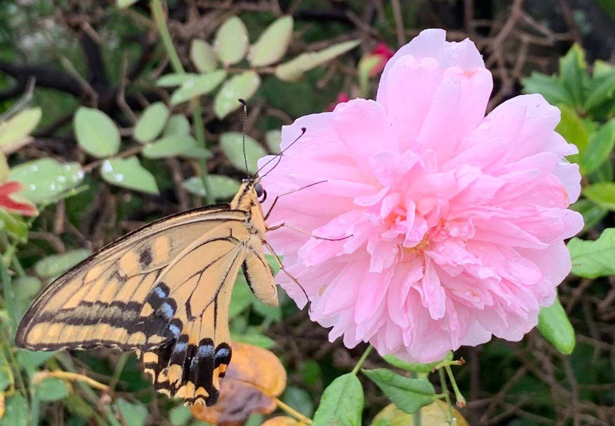 今日の花