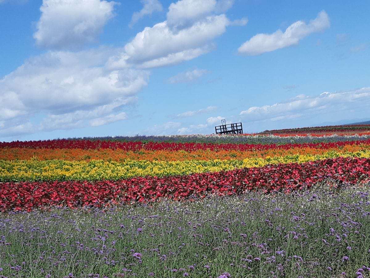 秋の花畑へ