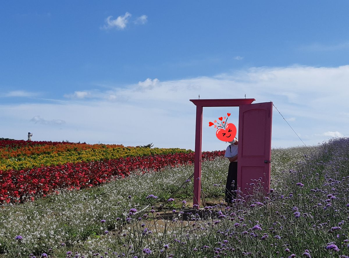 秋の花畑へ