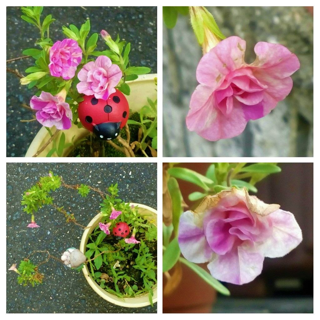 昨日の玄関先の花たち😄