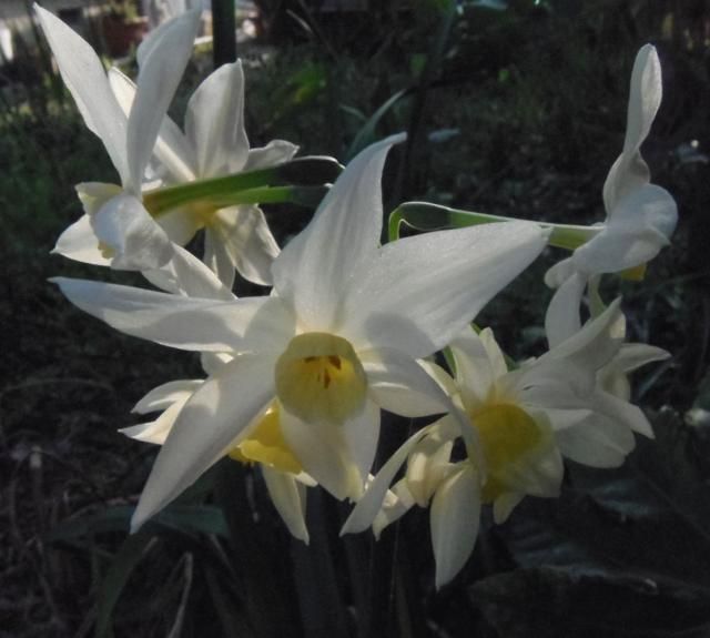 白い花、咲き誇る春